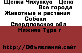 Щенки Чихуахуа › Цена ­ 12000-15000 - Все города Животные и растения » Собаки   . Свердловская обл.,Нижняя Тура г.